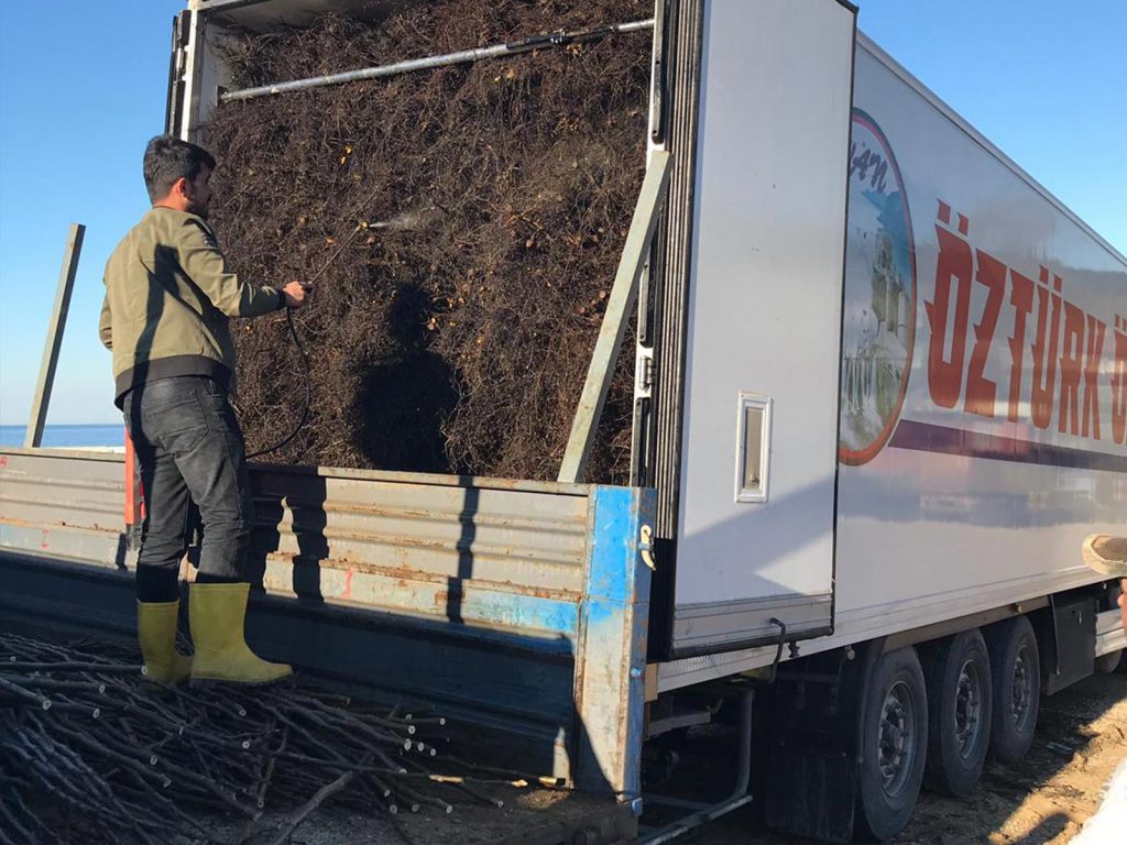 plant-a-walnut-tree-export